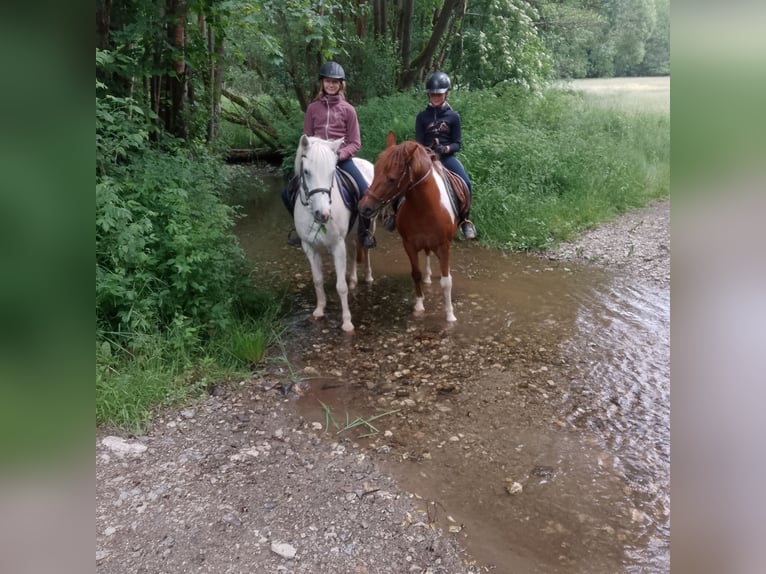 Kuc Lewitzer Mix Wałach 17 lat 137 cm Srokata in Oelsnitz