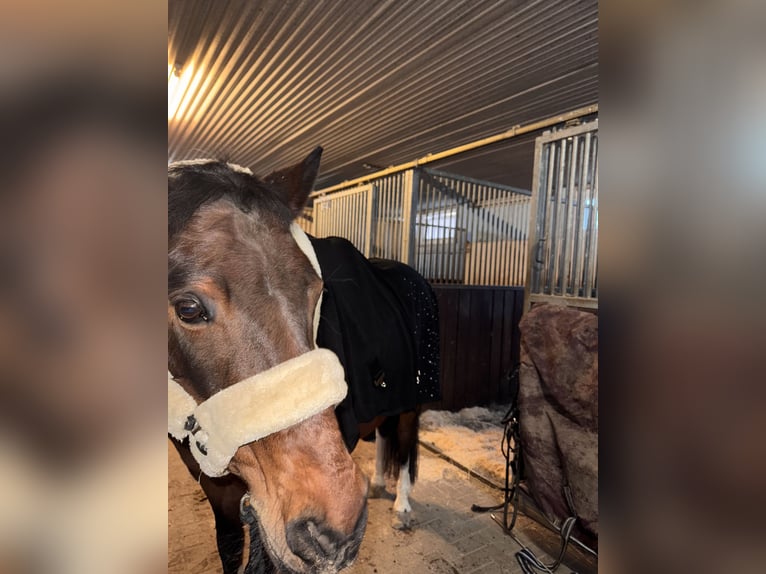 Kuc Lewitzer Wałach 19 lat 145 cm Srokata in Regenstauf