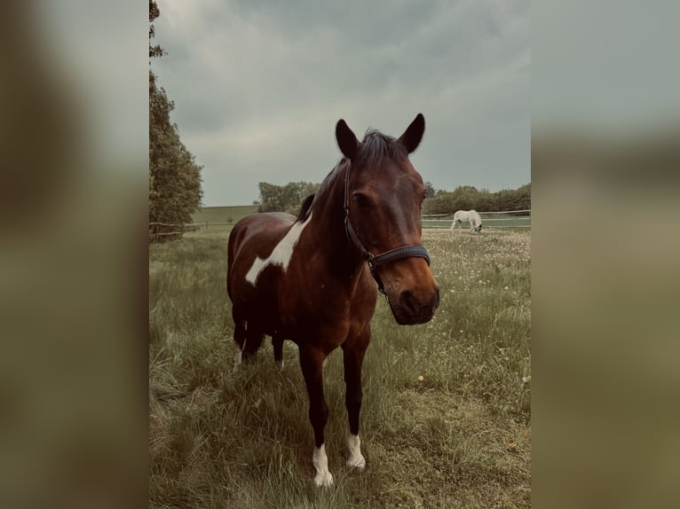 Kuc Lewitzer Wałach 19 lat 145 cm Srokata in Regenstauf