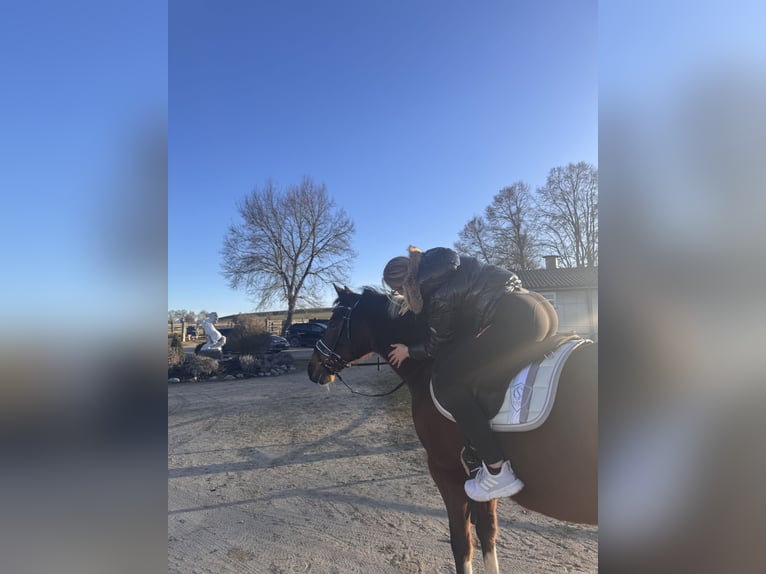 Kuc Lewitzer Wałach 19 lat 145 cm Srokata in Regenstauf