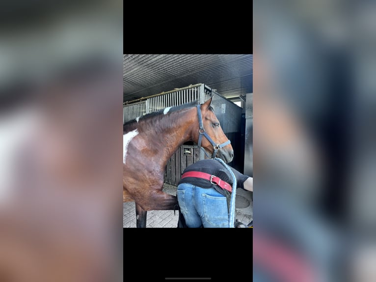 Kuc Lewitzer Wałach 19 lat 145 cm Srokata in Regenstauf