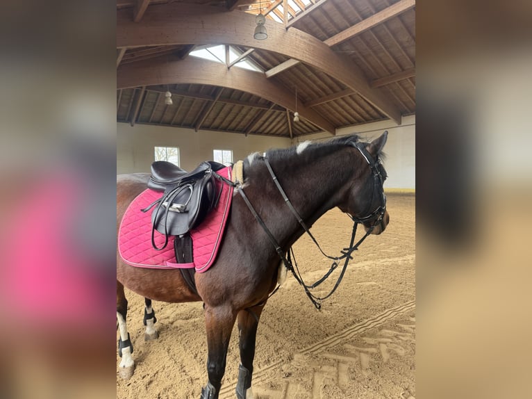 Kuc Lewitzer Wałach 19 lat 145 cm Srokata in Regenstauf