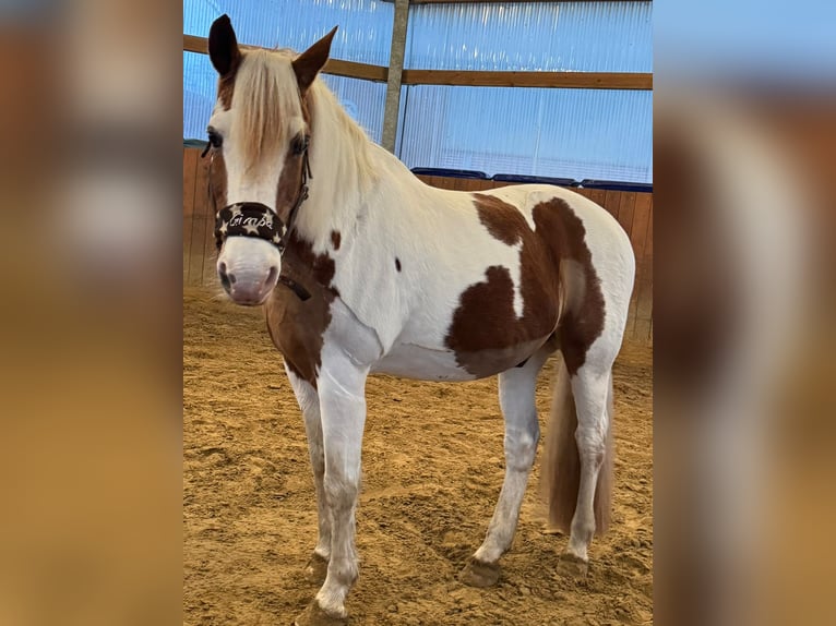 Kuc Lewitzer Wałach 20 lat 143 cm Tobiano wszelkich maści in Werl