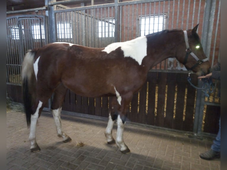 Kuc Lewitzer Wałach 2 lat 143 cm Srokata in Kirchheim