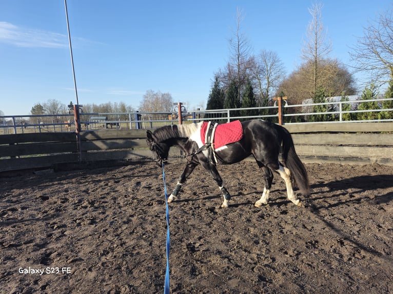 Kuc Lewitzer Wałach 2 lat 146 cm Srokata in Vetschau Kuc Lewitzer Wałach 2 lat 146 cm Srokata in Vetschau