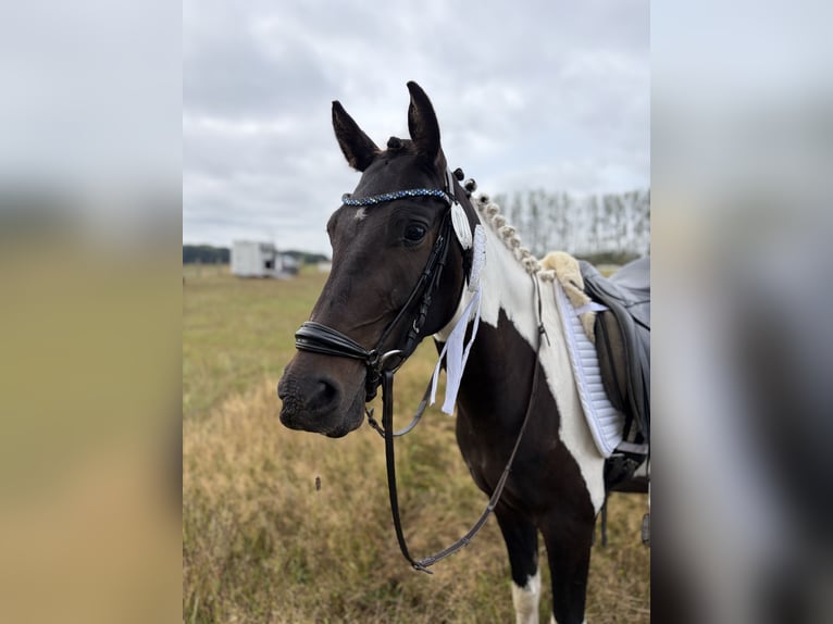 Kuc Lewitzer Wałach 3 lat 143 cm Srokata in Bansin