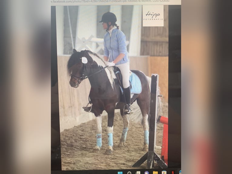 Kuc Lewitzer Mix Wałach 4 lat 145 cm Srokata in Seevetal