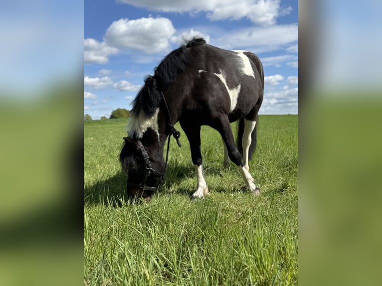 Kuc Lewitzer Mix Wałach 4 lat 145 cm Srokata in Seevetal