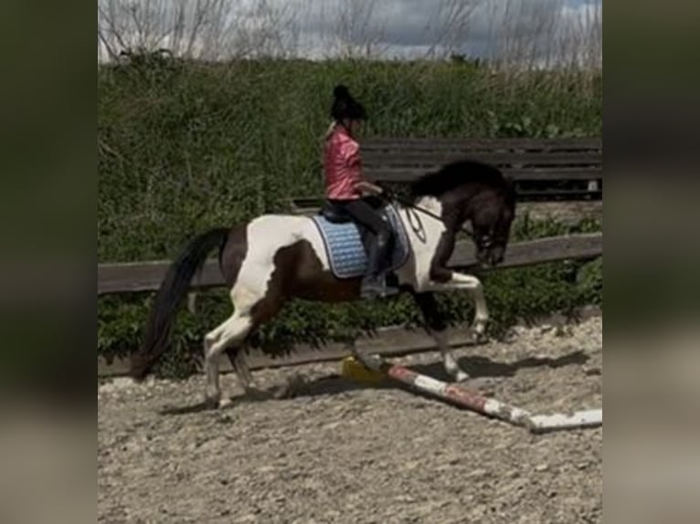 Kuc Lewitzer Mix Wałach 4 lat 152 cm Srokata in Norderwöhrden