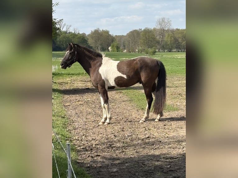 Kuc Lewitzer Mix Wałach 4 lat 152 cm Srokata in Norderwöhrden