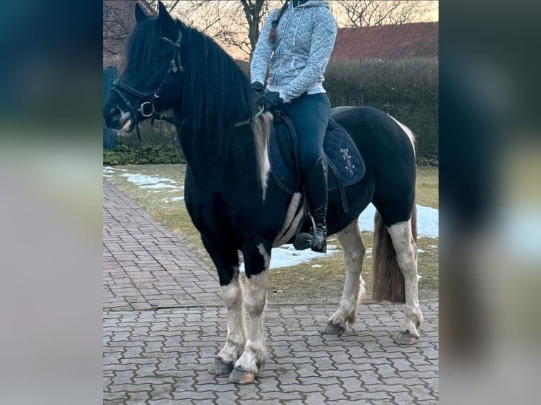 Kuc Lewitzer Mix Wałach 5 lat 144 cm Srokata in Bergen