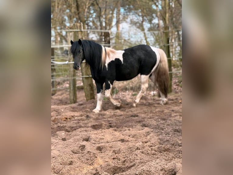 Kuc Lewitzer Mix Wałach 5 lat 144 cm Srokata in Bergen