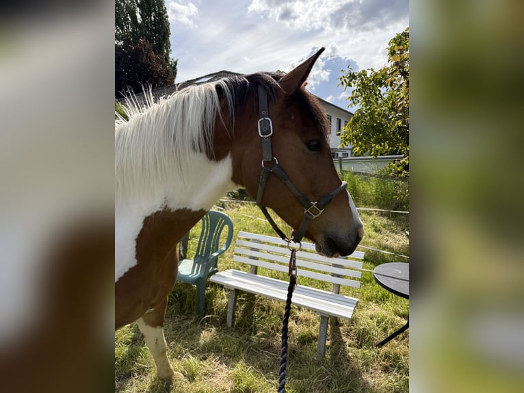 Kuc Lewitzer Wałach 6 lat 155 cm Srokata in Alfter