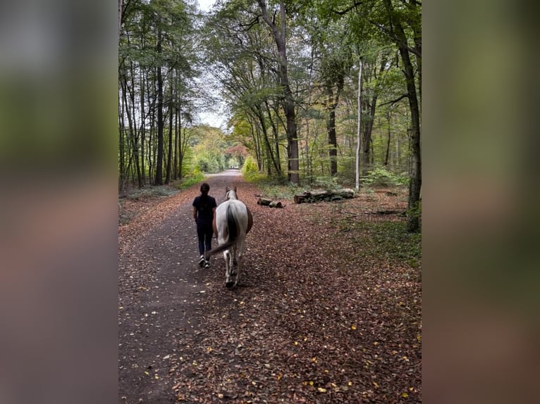 Kuc Lewitzer Wałach 6 lat 155 cm Srokata in Alfter