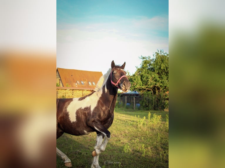 Kuc Lewitzer Mix Wałach 7 lat 140 cm Srokata in Lübtheen
