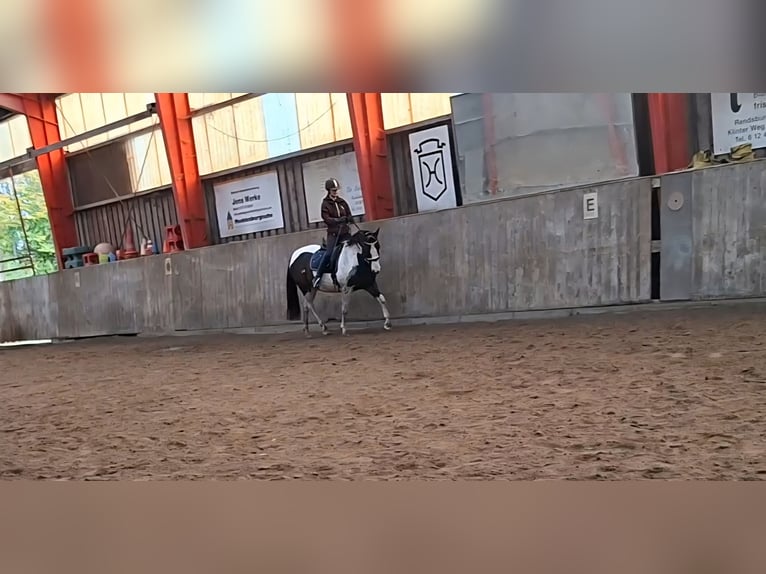 Kuc Lewitzer Wałach 7 lat 145 cm Srokata in Fockbek