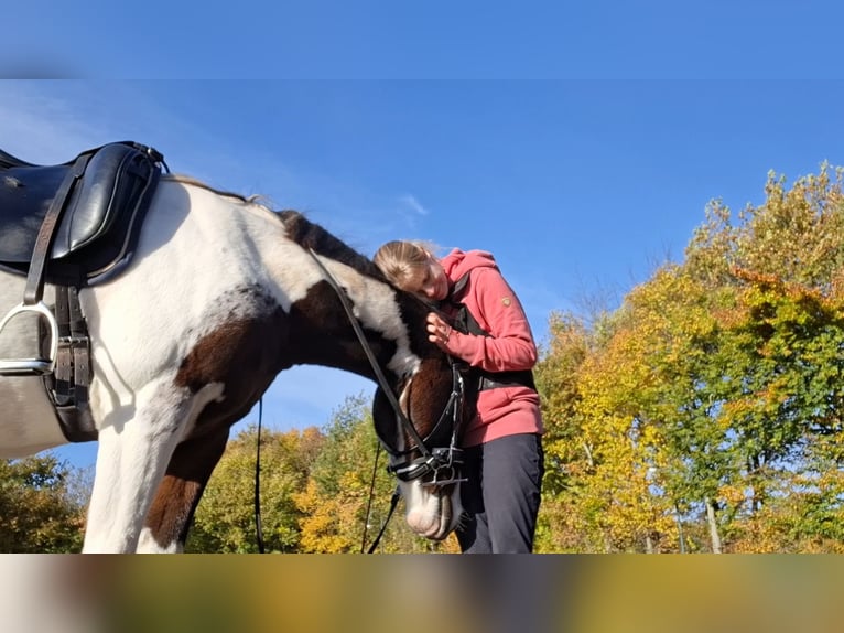 Kuc Lewitzer Wałach 7 lat 145 cm Srokata in Fockbek