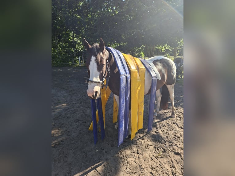 Kuc Lewitzer Wałach 7 lat 145 cm Srokata in Fockbek