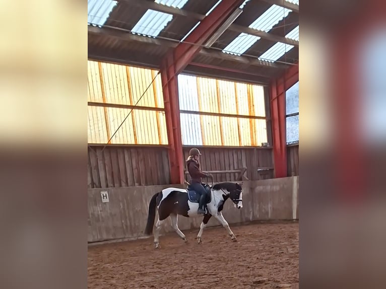 Kuc Lewitzer Wałach 7 lat 145 cm Srokata in Fockbek