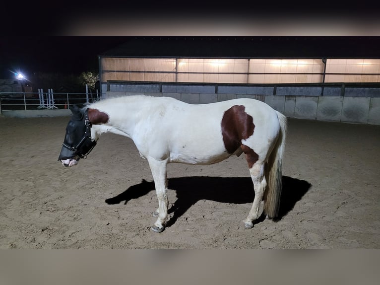 Kuc Lewitzer Wałach 8 lat 143 cm Srokata in Essen