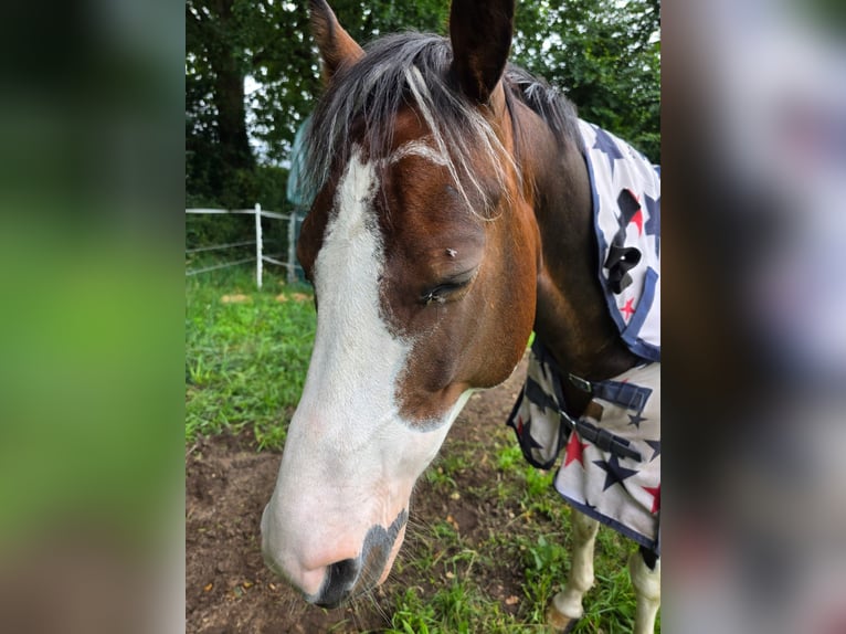 Kuc Lewitzer Wałach 8 lat 145 cm Srokata in Fockbek