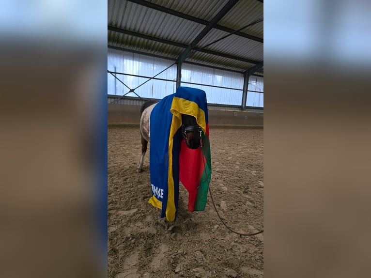 Kuc Lewitzer Wałach 9 lat 149 cm Srokata in Siegen