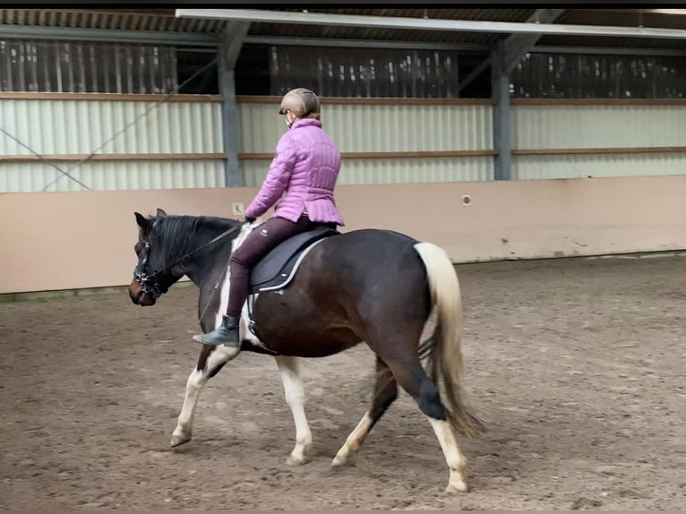 Kuc Lewitzer Wałach 9 lat 149 cm Srokata in Siegen