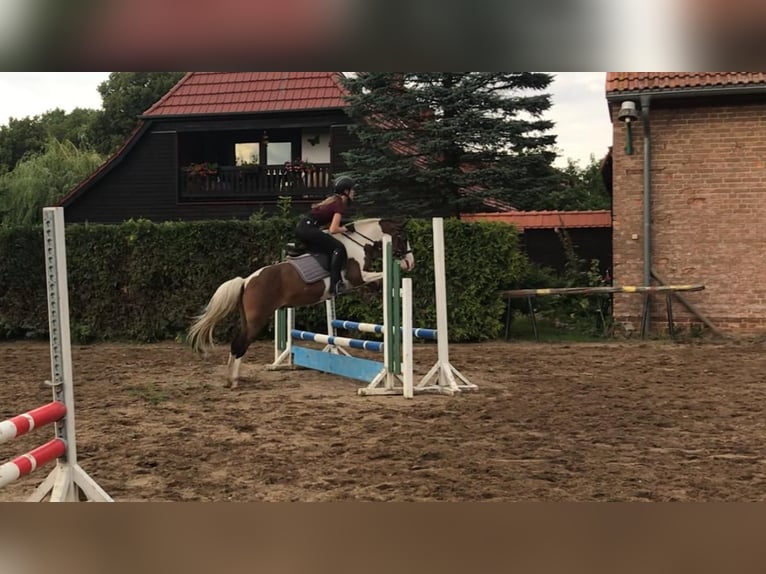 Kuc Lewitzer Mix Wałach 12 lat 140 cm Srokata in Tarnow