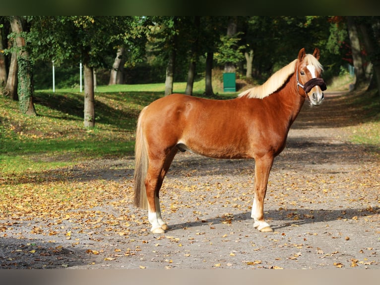 Kuc Lewitzer Wałach 15 lat 144 cm Kasztanowata in Darmstadt