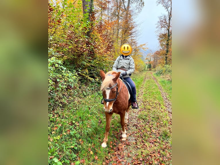 Kuc Lewitzer Wałach 17 lat 144 cm Kasztanowata in Pfinztal