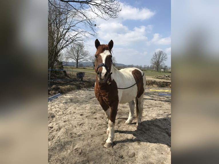 Kuc Lewitzer Wałach 23 lat 145 cm Srokata in Thurnau