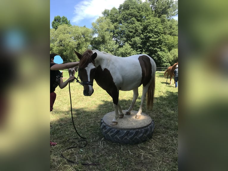 Kuc Lewitzer Wałach 23 lat 145 cm Srokata in Thurnau