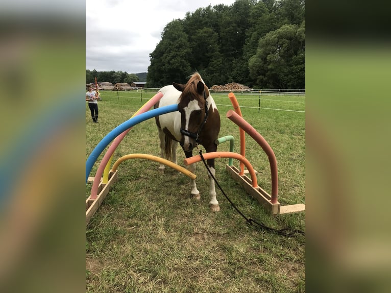 Kuc Lewitzer Wałach 23 lat 145 cm Srokata in Thurnau