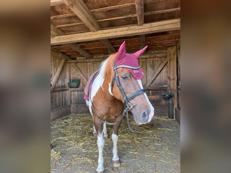 Kuc Lewitzer Wałach 23 lat 145 cm Srokata in Thurnau