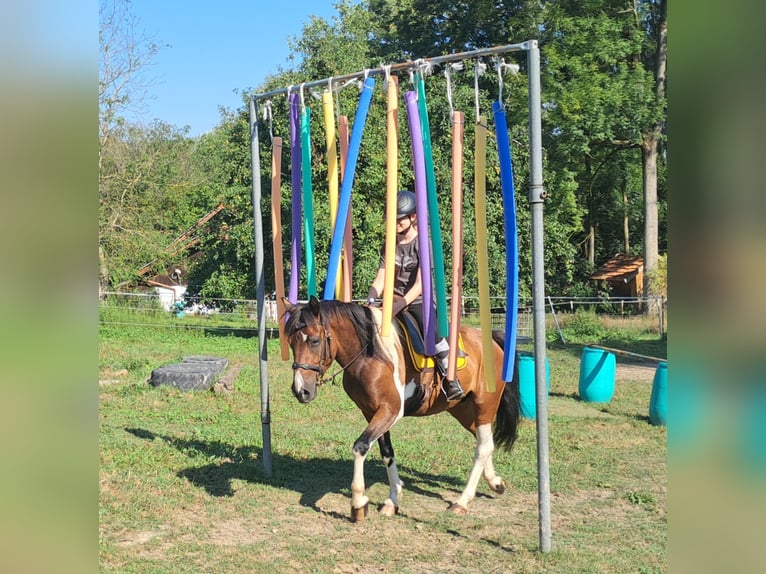 Kuc Lewitzer Wałach 5 lat 140 cm Srokata in Bayerbach