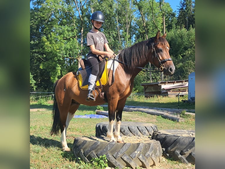 Kuc Lewitzer Wałach 5 lat 140 cm Srokata in Bayerbach