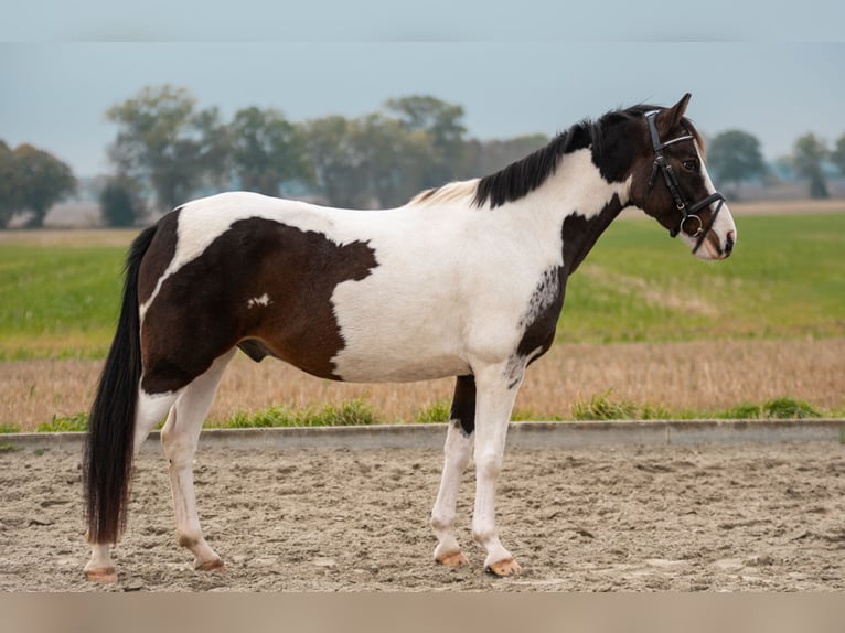 Kuc Lewitzer Wałach 6 lat 142 cm Srokata in DahmeDahme