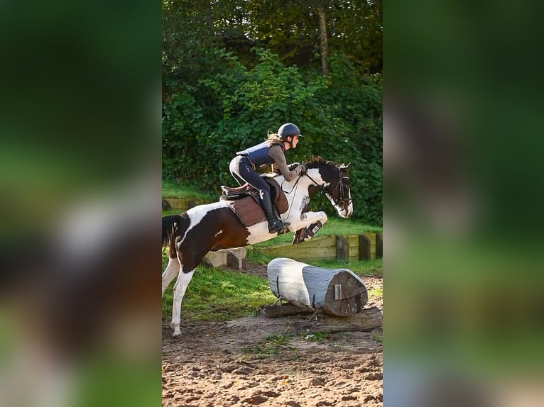 Kuc Lewitzer Wałach 6 lat 142 cm Srokata in DahmeDahme