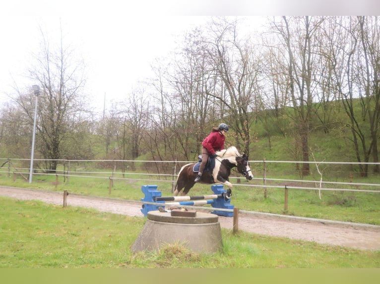 Kuc Lewitzer Mix Wałach 7 lat 135 cm Srokata in Teltow-Ruhlsdorf