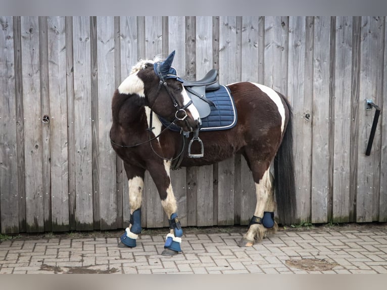 Kuc Lewitzer Mix Wałach 7 lat 135 cm Srokata in Teltow-Ruhlsdorf