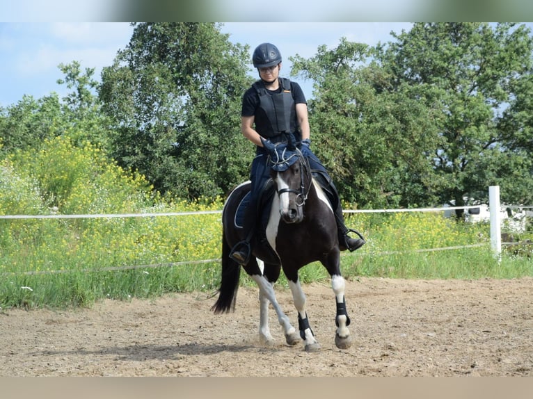 Kuc Lewitzer Mix Wałach 7 lat 135 cm Srokata in Teltow-Ruhlsdorf