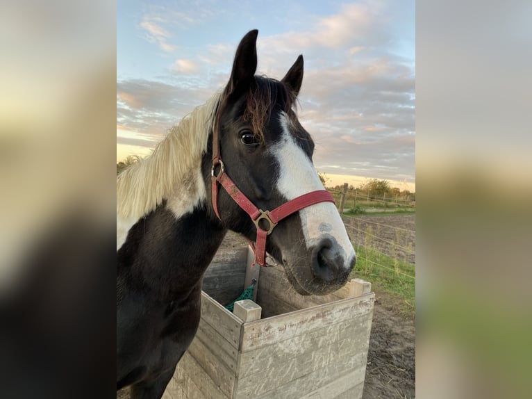 Kuc Lewitzer Mix Wałach 7 lat 135 cm Srokata in Teltow-Ruhlsdorf