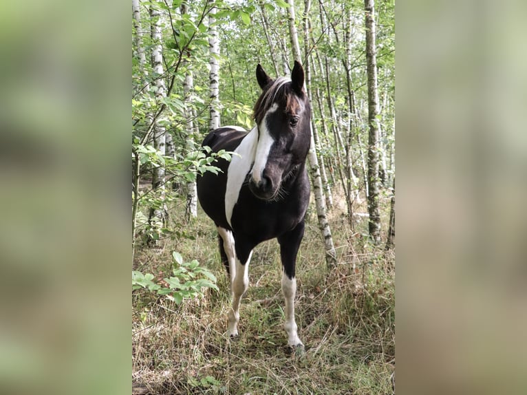 Kuc Lewitzer Mix Wałach 7 lat 135 cm Srokata in Teltow-Ruhlsdorf