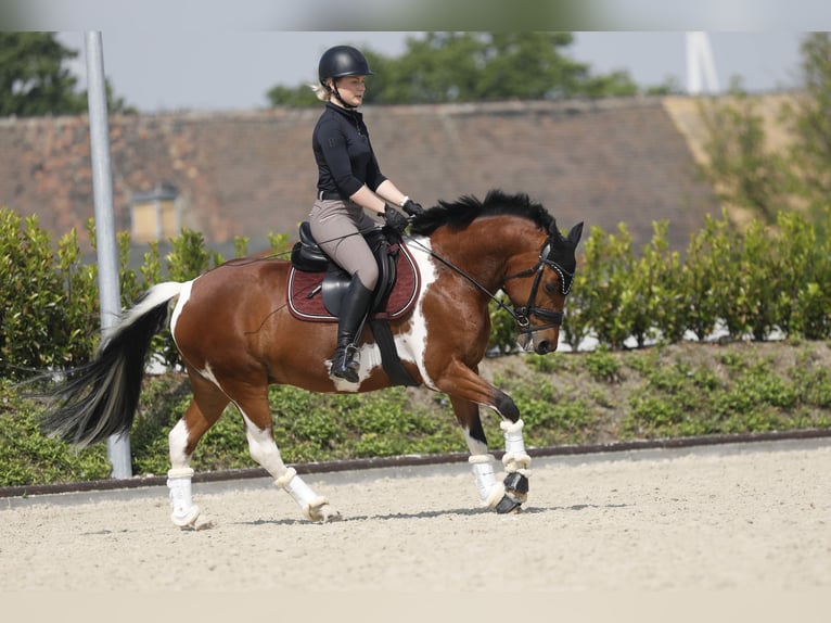 Kuc Lewitzer Wałach 9 lat 145 cm Srokata in Delitzsch