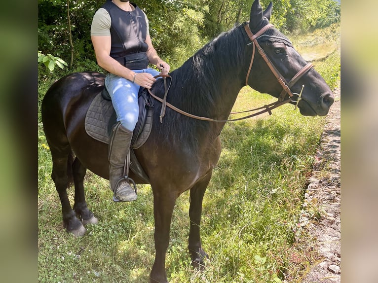 Kuc Merens Klacz 11 lat 155 cm in Freising