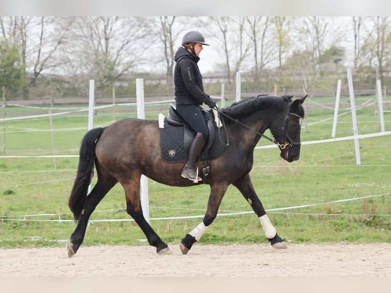 Kuc Merens Klacz 12 lat 160 cm Kara in Dossenheim
