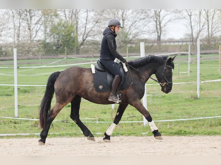 Kuc Merens Klacz 12 lat 160 cm Kara in Dossenheim
