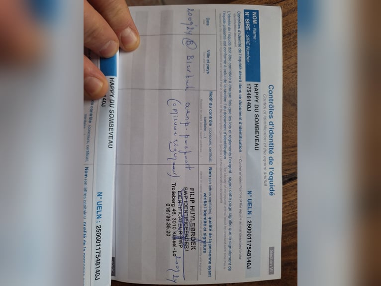 Kuc Merens Klacz 8 lat 150 cm Kara in Bierbeek