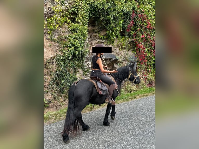 Kuc Merens Ogier 2 lat 150 cm Kara in Massat