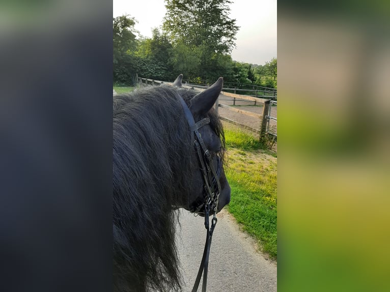 Kuc Merens Ogier 9 lat 150 cm Kara in Ibbenbüren